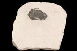 Bargain, Pseudocryphaeus Trilobite - Lghaft, morocco #126915-2